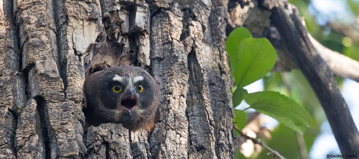 GordonCooke9's tweet photo. New one for me. I have photographed the adult saw-whet owls before, but the first time photographing the owlets. Pictures taken May 28 2026, at an undisclosed location in Alberta. #birds #owls #Alberta #nature #wildlife #photography https://t.co/GL8CwfnhvA