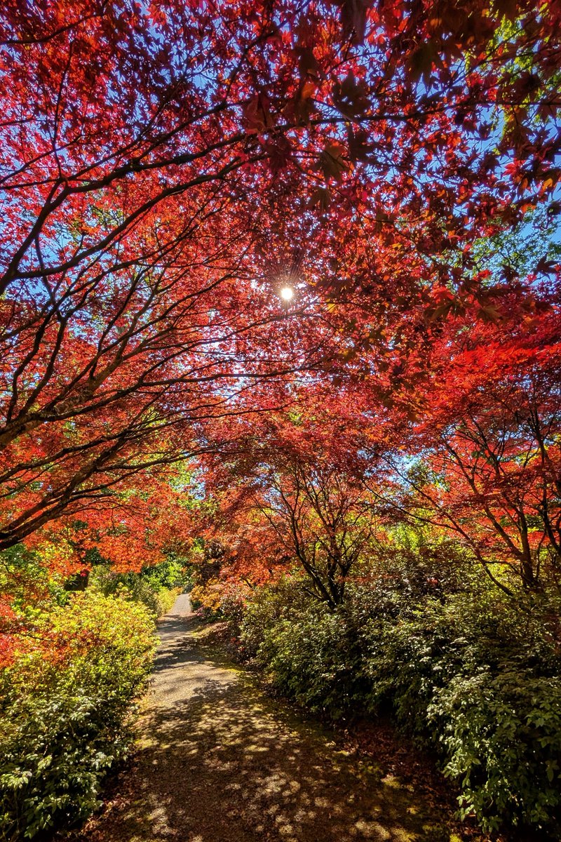 pocketireland's tweet photo. Red Overhead, Path Ahead.

https://t.co/MJddI5mLyq

#photography #EastCoastKin #TeamPixel #Ireland #Springtime #WoodlandWalk #NaturePhotography #JapaneseMaple #Acer #IrishGardens #smartphonephotography #SpringInIreland #GardenWalk #RedLeaves https://t.co/KWuQBqEuyT