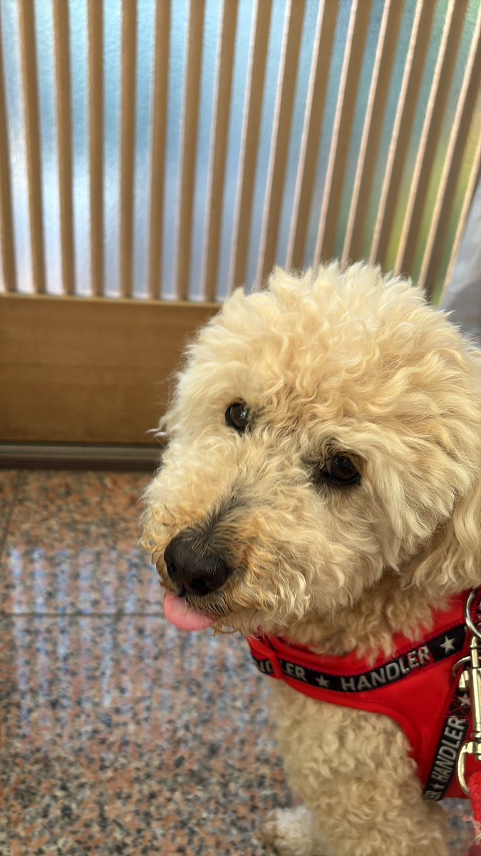 go5160's tweet photo. 朝から嵐ばっかのワイドショー。
TVを消し、犬の散歩に行く🐶
全人類が嵐好きなわけではありませんので https://t.co/K6zTImTm7z