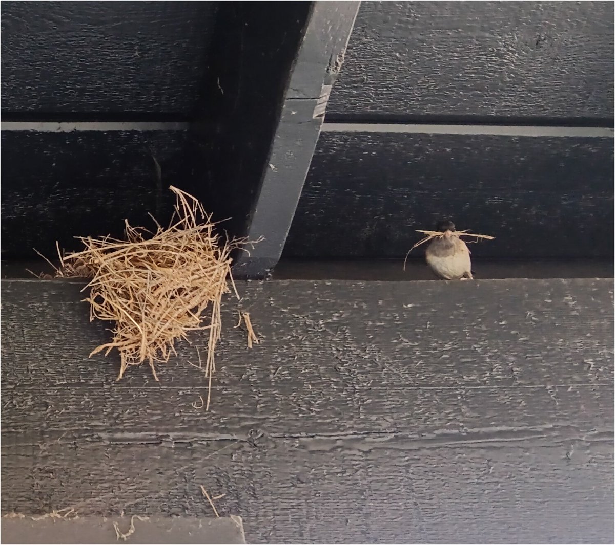 GLHancock's tweet photo. Every year these little birds nest in the eaves over my front porch, but this year, one couple decided to build their sloppy nursery where I can see it/them. I know they're not swallows! Nor are they bushtits, wrens or sparrows. Black head, grey cape, white underneath. 
WHAT? https://t.co/scL2Em3qGJ