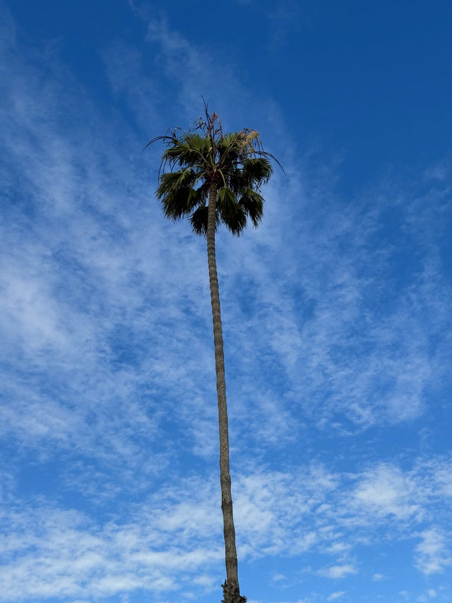Staff_Commodore's tweet photo. Beautiful day in the neighborhood 🌴 https://t.co/yk7fxCQ0jN