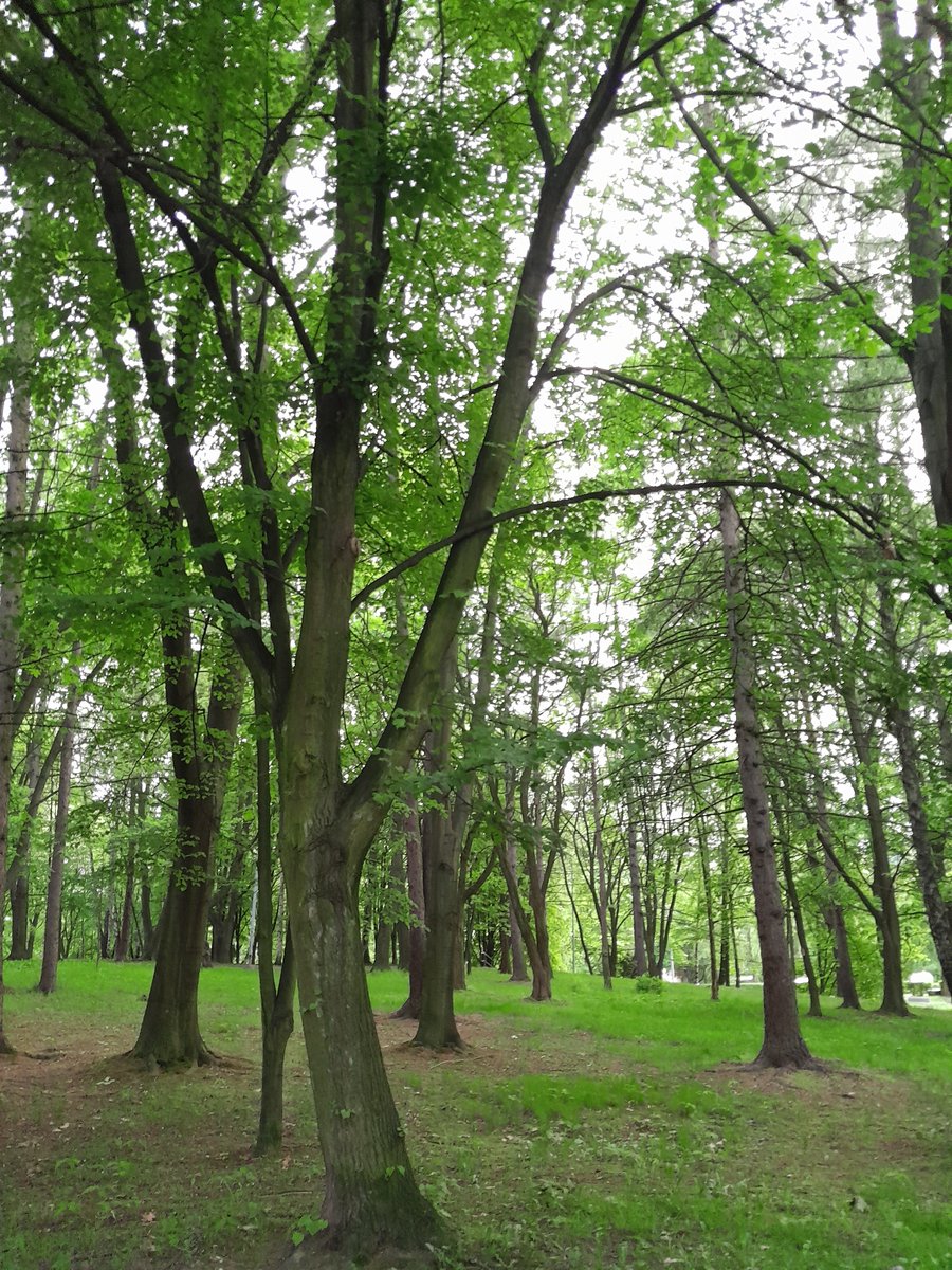 Kamilencja's tweet photo. I oddycham dziś na zielono.
#Natura #Las #Zielen #Cisza #Oddech #Refleksja #Morriq https://t.co/xnHrgfZZZy