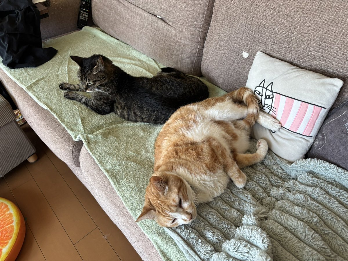 hideharucat's tweet photo. 会社行かず 一緒にまったりしたい… https://t.co/jLpKCY124J