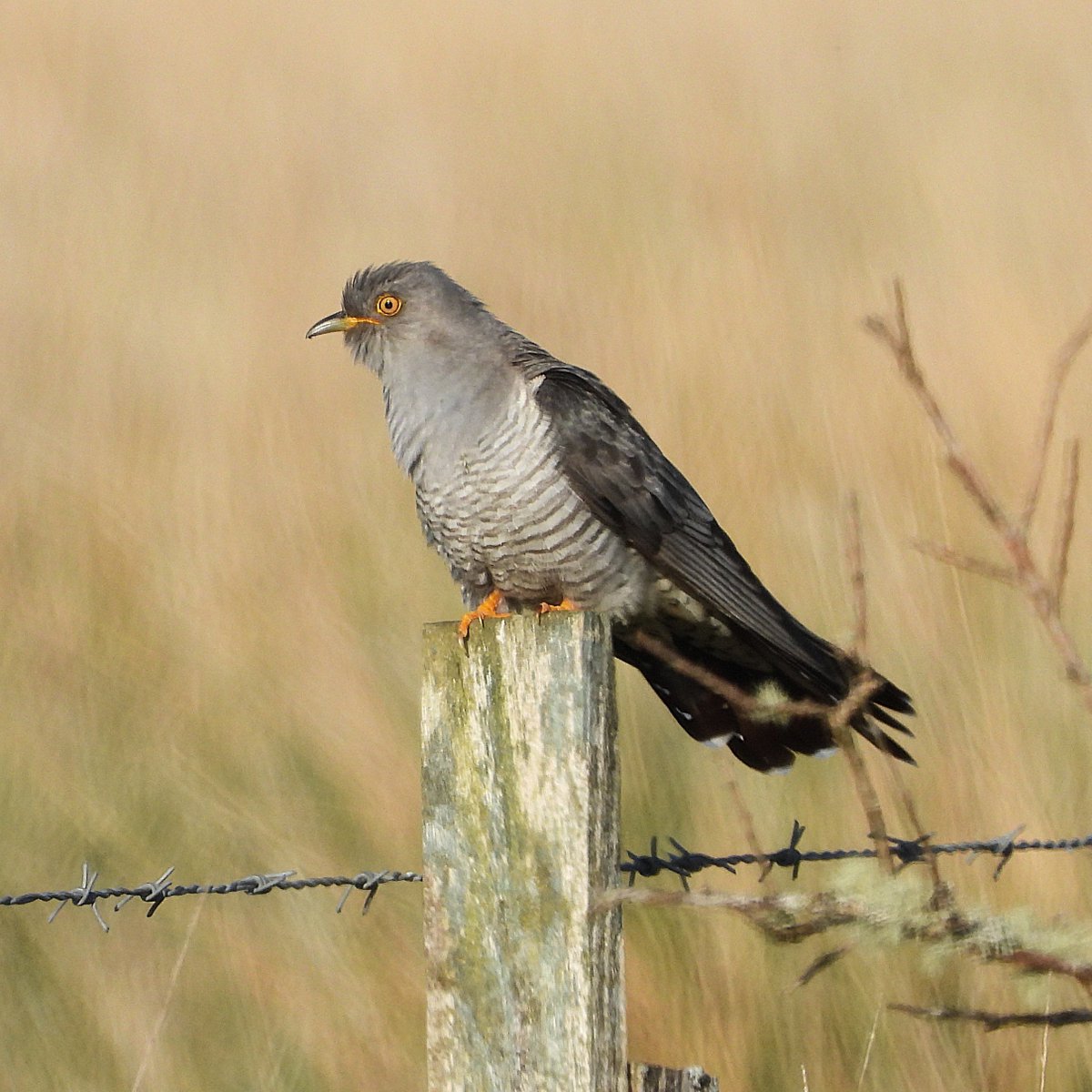 ASPaton's tweet photo. Cuckoo by Crinan Ferry Road, Argyll https://t.co/AZRKUHeZyx