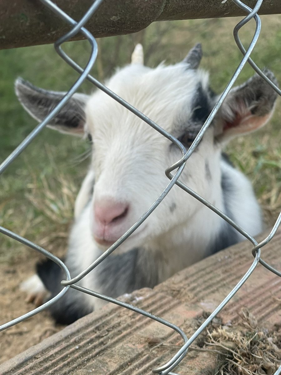 QuartzAmy's tweet photo. they also had these babies here, kindly named them baphomet and lilith https://t.co/dI9ycP0uQS