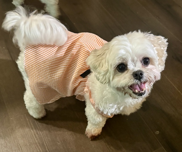 HWAHSeniorPets's tweet photo. #InCaseYouMissedIt

Courtesy post for our friends at Caring Hearts Rescue in Springfield, VA.

Winnie is an 8 year old Lhatese. She is the sweetest girl! We are looking for a foster-to-adopt while she waits for a dental procedure.

For more info, visit https://t.co/XTPt8iGhID. https://t.co/gUsXv0EnM6