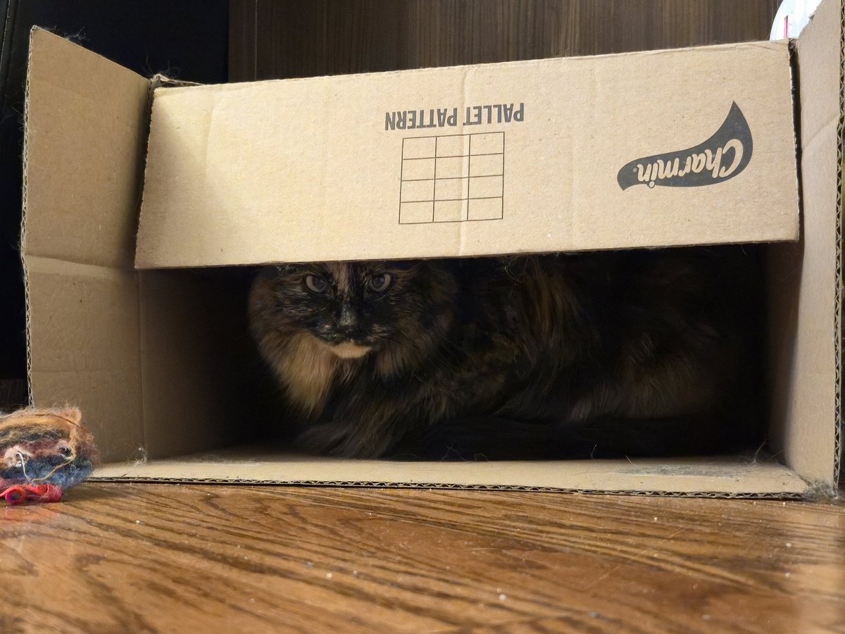 KiraGremlinCat's tweet photo. having the lone time in mine emochional support,   gardbort box https://t.co/0ULqagSA9P