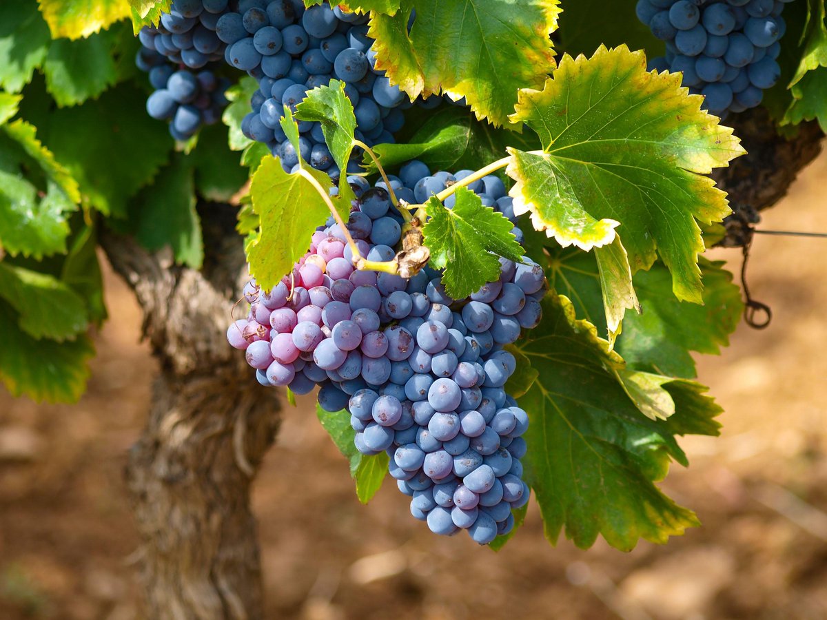 SBCounty's tweet photo. Did you know that Devore was briefly known as Kenwood before becoming the community we know today? 🍇 ⛰️ 

For five months in 1902, the area was known as Kenwood before businessman John A. Devore purchased 1,800 acres and set out to build a new community calling his venture the Devore Land Company. 

Around this time, the Santa Fe Railroad constructed a new station at the cost of $7,000 at the site. Upon completion, the depot had an agent, a telegraph office and an express office. The company also developed a large water tank, a house track and a long sidetrack to allow freight and passenger trains to pass each other. 

The area became known as Devore, with many referring to the region as “the garden spot of San Bernardino,” best known for its productive land, plentiful water and beautiful scenery. The area was soon home to many vineyards due to its ideal elevation and soil content. The grapes and raisins grown in Devore were renowned for their rich flavor, having more sugar than those produced in the valley. 

Today, Devore is adjacent to Glen Helen Regional Park and continues to maintain its rural charm.

Read the full story online at https://t.co/0QRVZ5Bkxf

#countyhistory #Devore #Kenwood #SantaFeRailroad