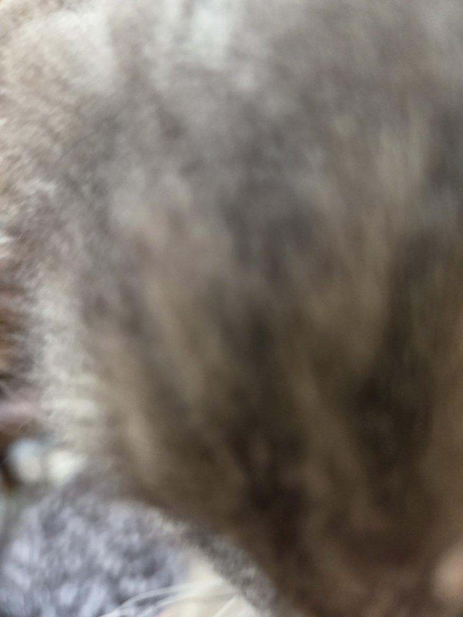 gabapentinmouse's tweet photo. Please give me attention https://t.co/XCMsgCAMKu