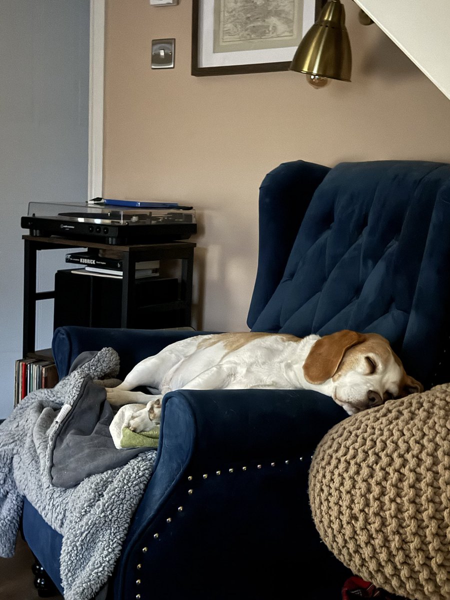 patrick4587's tweet photo. I don’t trust people, but I trust him #beagle https://t.co/QSz4oGR7A9