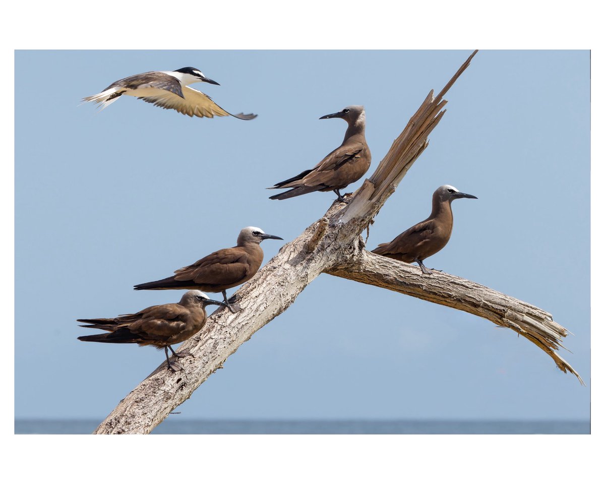 drfhowley's tweet photo. Cuarteto miran,
Viajero sigiloso,
Uno lo pilla.

Hermoso recorrido por Cayo Rata, cerca de Montecristi. Tenía años sin visitar el lugar, y reencontrarme con tanta fauna es impresionante. https://t.co/XsyOv2RwtY