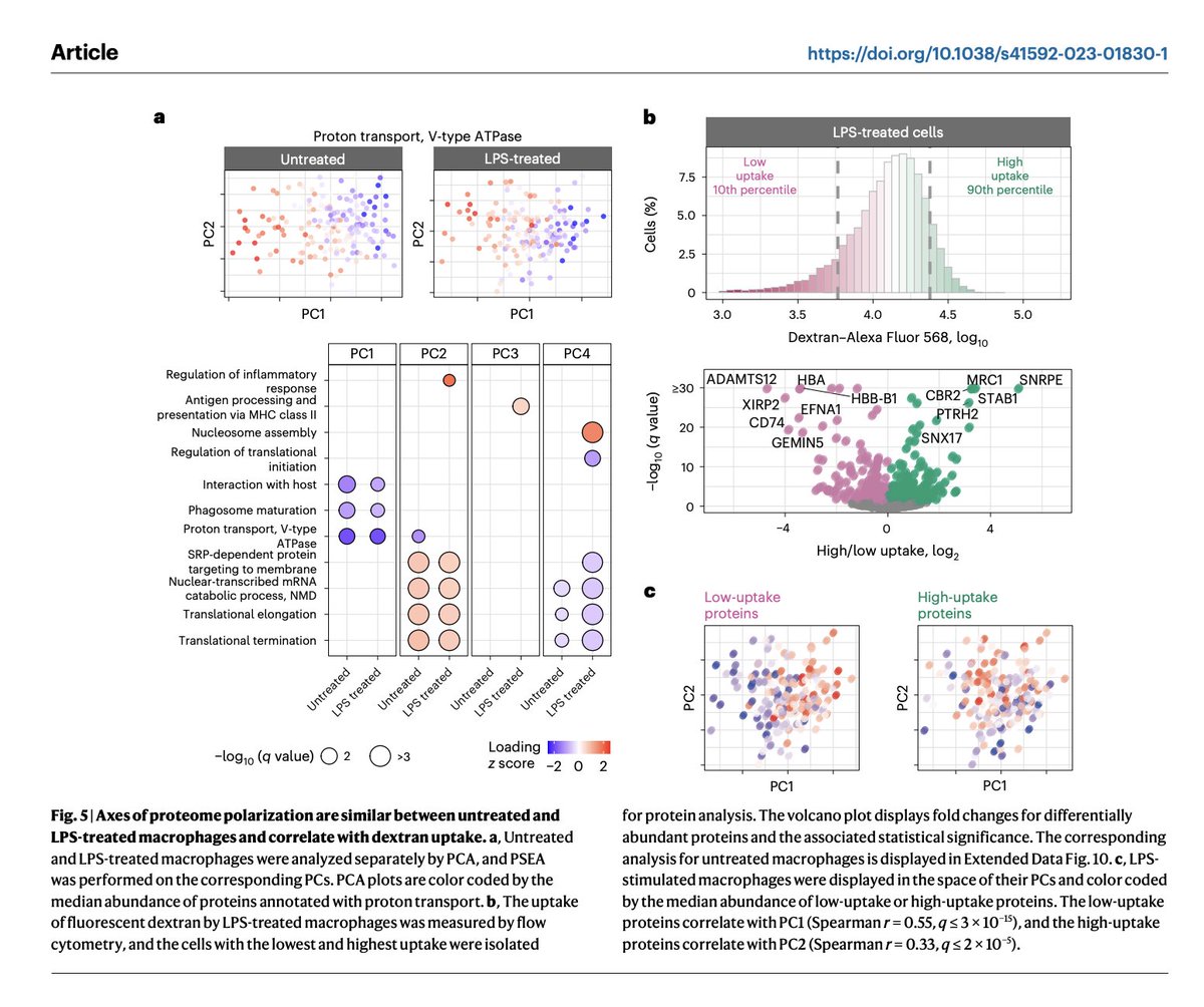 slavov_n's tweet photo. The functional and molecular variation within a single cell-type is considerable, and proteomes tell that story.

The major axes of proteome variation in untreated primary macrophages are nearly identical to those in LPS-treated macrophages (PC1 correlation r = 0.8, P < 10⁻¹⁵). Proteins covary in functionally coordinated sets. Proteins involved in phagosome maturation, proton transport, and protein targeting to the membrane all vary coherently within each condition.

This covariation is coupled to functional differences: cells with distinct proteomic states show different endocytic activity, as measured by dextran uptake.

  👉  protein covariation within a cell type is a window into functional cellular diversity that transcends treatment state. Even after LPS remodels the macrophage proteome, the underlying axes of variability persist, likely reflecting conserved regulatory network topology.

Single-cell proteomics can decode what makes individual cells of the same type functionally distinct.  🔬

📄 Huffman et al., Nature Methods
https://t.co/6n6dgXMHyU