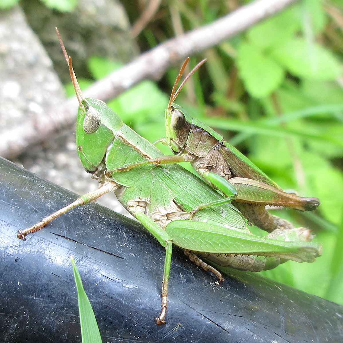 helperd0g's tweet photo. I saw a grasshopper giving a piggyback ride to a friend. I used a Canon camera with a 1/2.3 sensor.  #grasshopper #piggyback #canon https://t.co/Pxjt3sUo4b