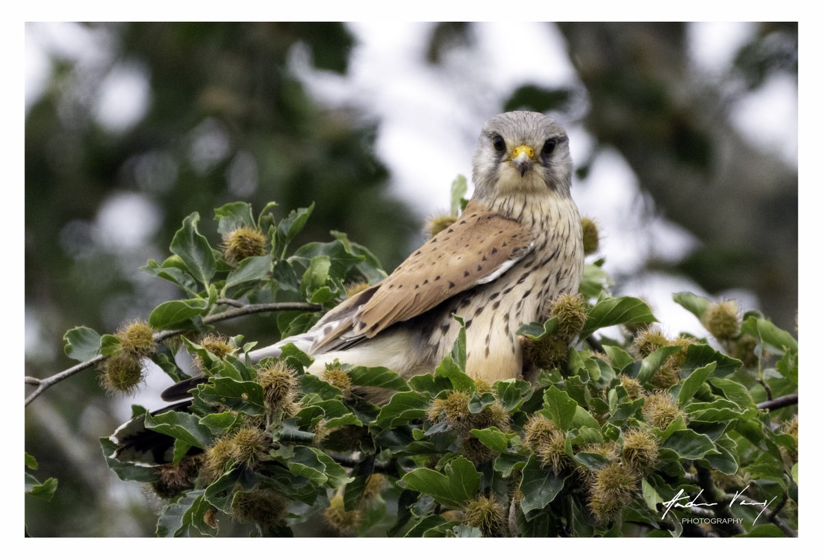 APVarney's tweet photo. Kestrel at Petworth #birds #wildlifephotography #nature #birdoftheday #nikon #z8 #birdwatching #birding #Kestrel #Petworth #birdsofprey https://t.co/pRVVokPher