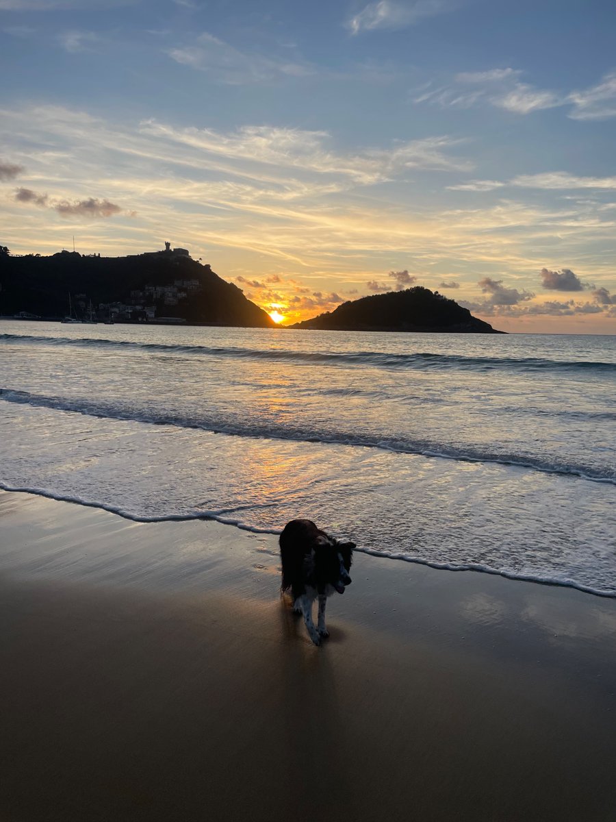 WaveProfesora's tweet photo. Last night for dogs on the beach and low tide. At 14 and a half we are always aware it could be Pivo’s last night on the beach.

He is so happy. https://t.co/2uLCMRYioD