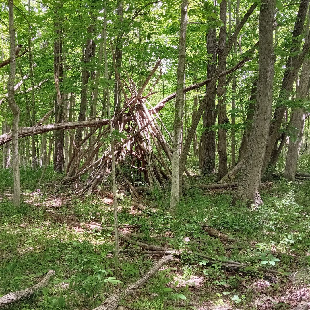 writerinturmoil's tweet photo. Today, I went for a walk under a canopy of trees. I saw a beaver and a quiet pond.

#originalphotography #photography #originalphoto #photo #naturephotography #naturephoto #park #pond #beaver #trees #spring #wisconsin #may2026 https://t.co/PQEZhoOXtZ