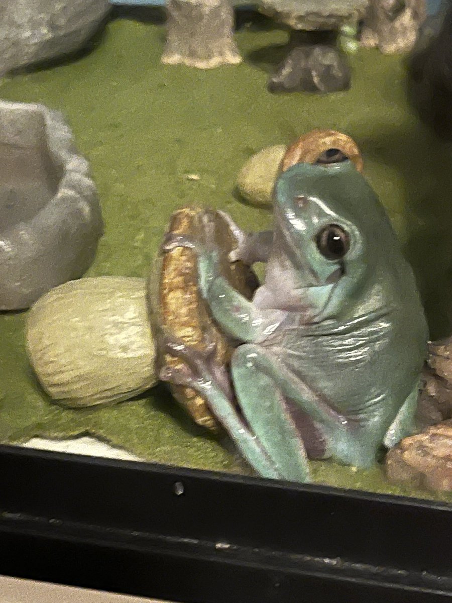 Small_Sketch's tweet photo. @Cloudtrqsh YES OFC!!!! MY BABIES!! From left to right is Athena, Honeydew, Lime, and Butterscotch!!! Athena is the princess with a head tilt, Honeydew is a menace who escapes his tank, Lime is the most polite respectful boy, and Butterscotch is the grumpy old man!!! https://t.co/y1o3xlwyor