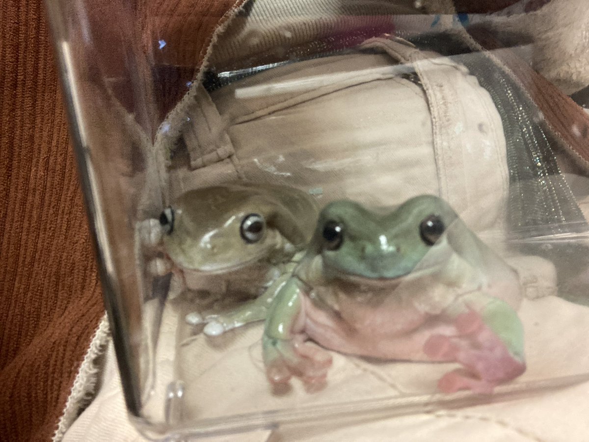 Small_Sketch's tweet photo. @Cloudtrqsh YES OFC!!!! MY BABIES!! From left to right is Athena, Honeydew, Lime, and Butterscotch!!! Athena is the princess with a head tilt, Honeydew is a menace who escapes his tank, Lime is the most polite respectful boy, and Butterscotch is the grumpy old man!!! https://t.co/y1o3xlwyor