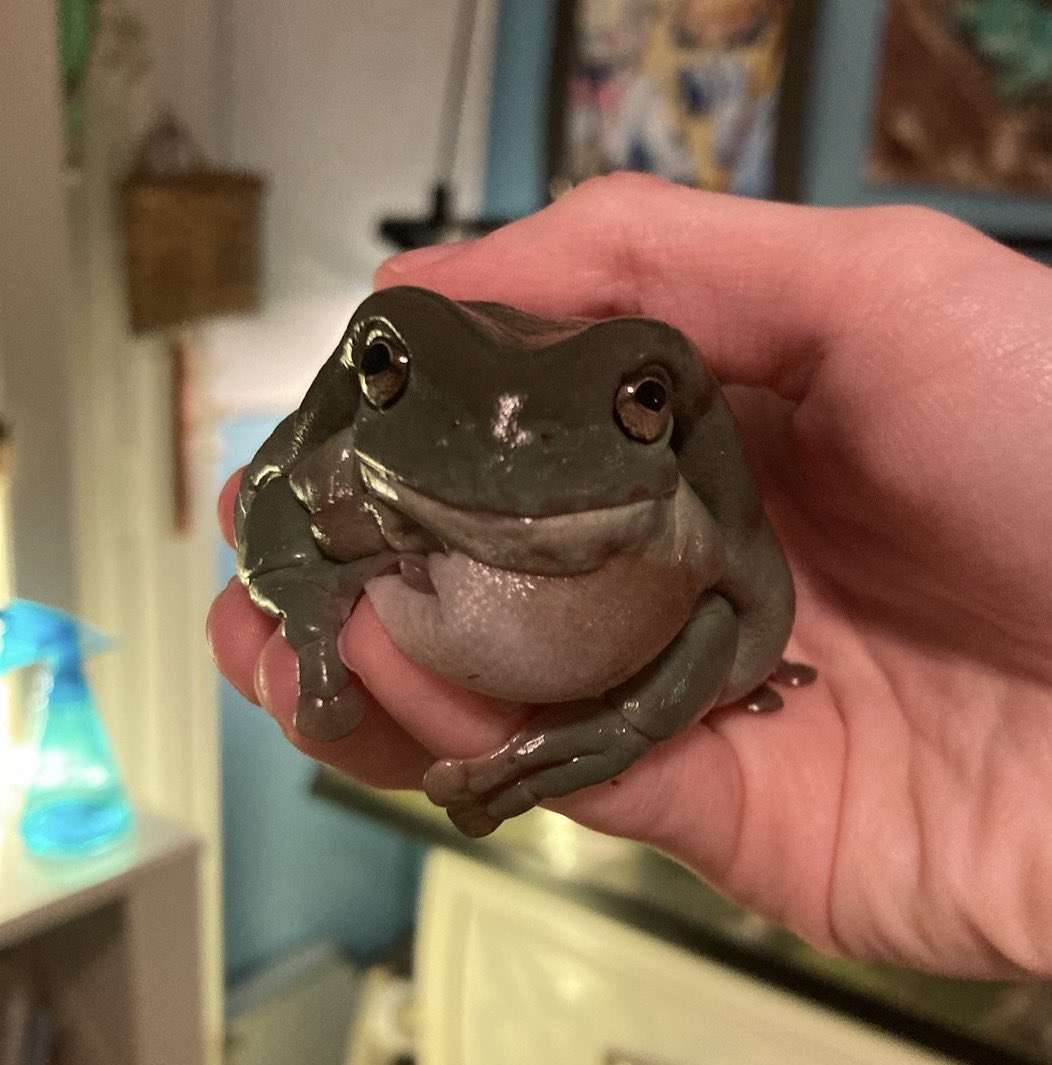 Small_Sketch's tweet photo. @Cloudtrqsh YES OFC!!!! MY BABIES!! From left to right is Athena, Honeydew, Lime, and Butterscotch!!! Athena is the princess with a head tilt, Honeydew is a menace who escapes his tank, Lime is the most polite respectful boy, and Butterscotch is the grumpy old man!!! https://t.co/y1o3xlwyor