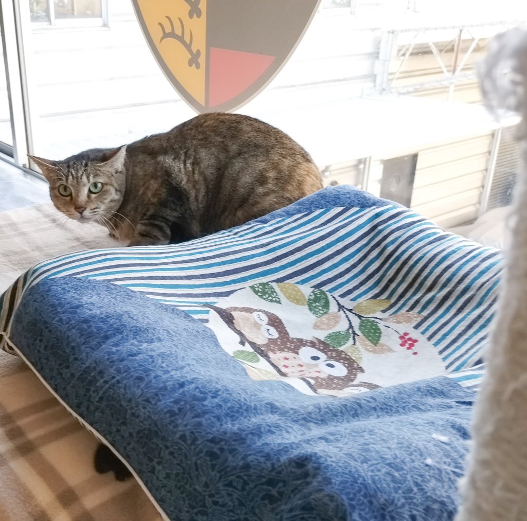 保護猫ルームえびす(大阪府里親募集中) tweet media