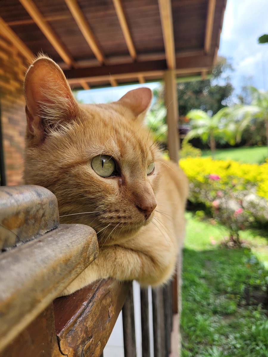 vikingodormilon's tweet photo. Jamás votaré por un tipo que mataba gaticos para su absurdo disfrute 🇨🇴 https://t.co/XUq93FuhsR