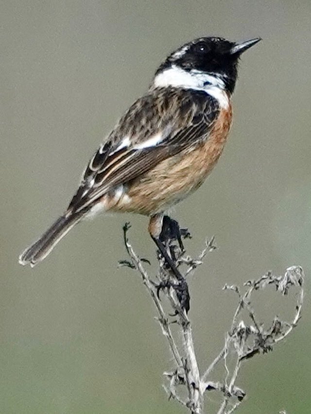 BroConner's tweet photo. Stonechat (I think 😁)
#wildlifephotography https://t.co/28UGb6Z7EM