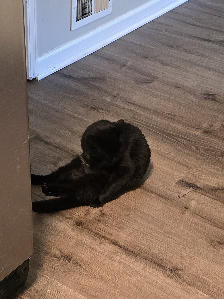 Porchthecat's tweet photo. Oh!!! #cleesitsunday @CleeWeezy https://t.co/xeG9GJ0kQk