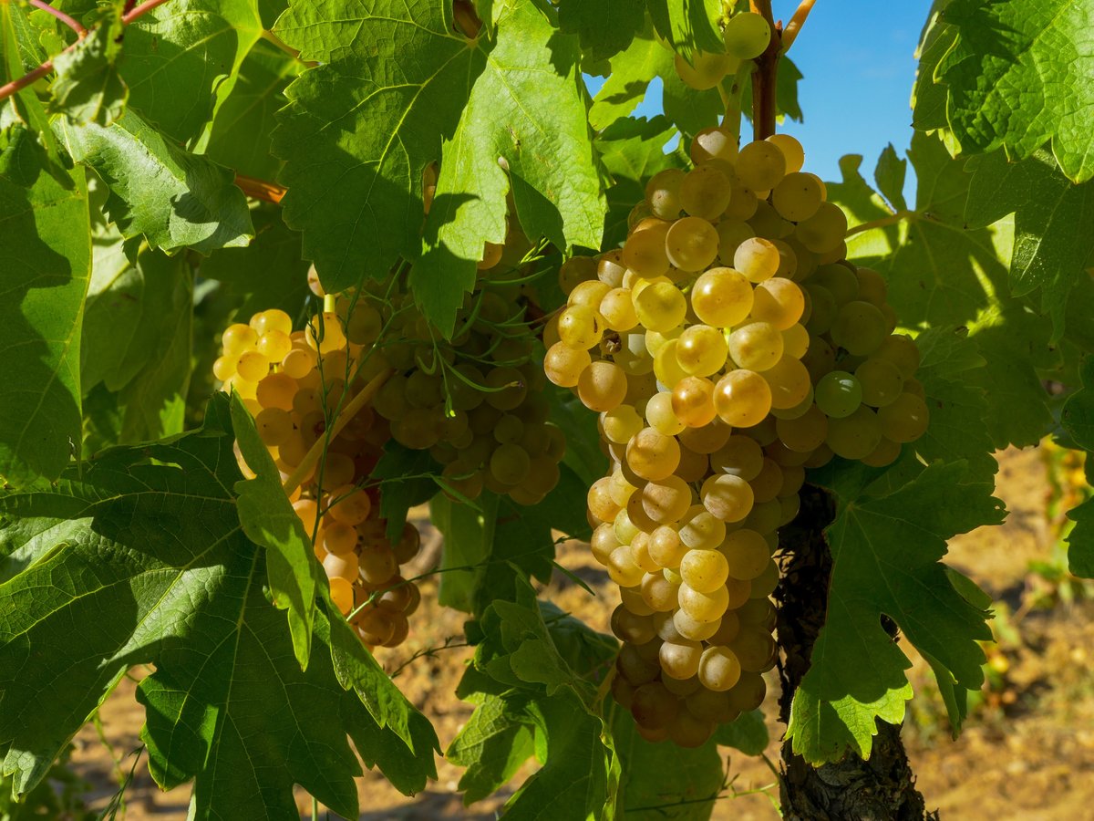 DORibera's tweet photo. Todo desemboca aquí

#riberadelduero #tempranillo #albillomayor #fiestadelavendimia https://t.co/z9TLtIRwM5