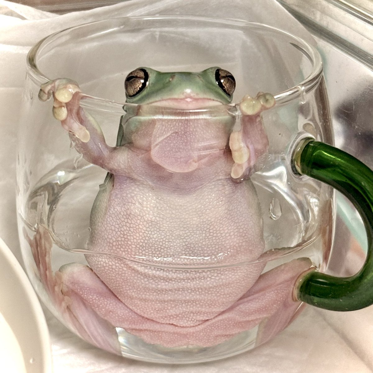 nitapistan's tweet photo. ご機嫌でｺｯﾌﾟｲﾝ🐸
#frog #WhiteTreeFrog
#カエル #イエアメガエル https://t.co/TloEZjzI73