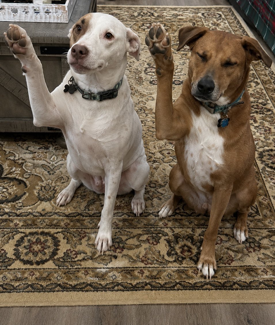TCigars2's tweet photo. @WWERomanReigns even my dogs know to acknowledge him!!! https://t.co/mpFDkLGTnx