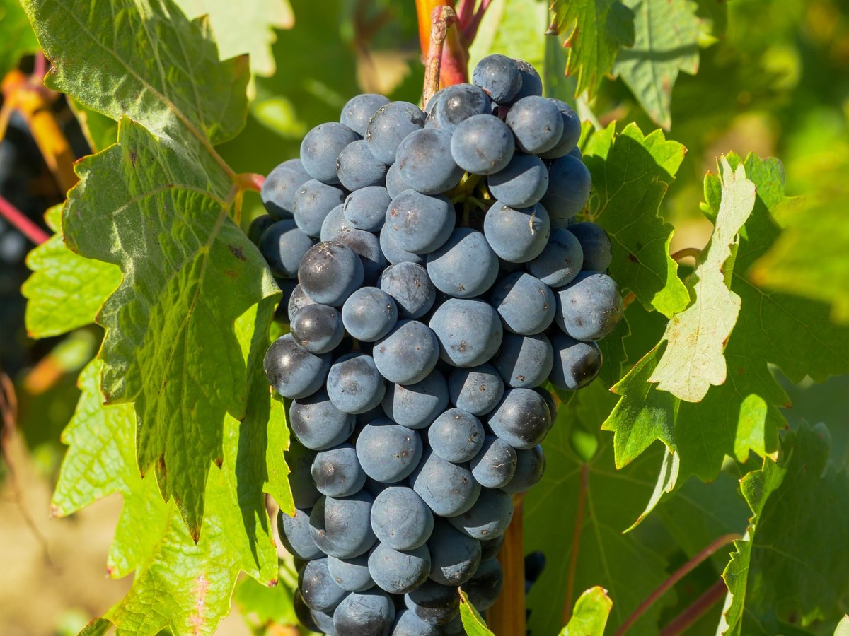 DORibera's tweet photo. Todo desemboca aquí

#riberadelduero #tempranillo #albillomayor #fiestadelavendimia https://t.co/z9TLtIRwM5