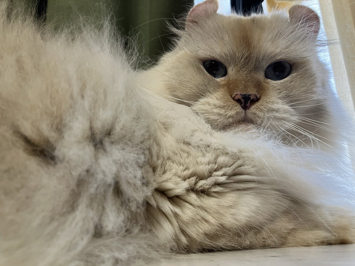 Nyaaas_with's tweet photo. #おもち #サイベリアン #アメリカンカール #保護猫さんと暮らす #猫好き注意 #お猫様1st #なにかな 

(生ごはんもカリカリも食べてグルーミングも済んで窓辺でニャルソック中)

おもち、おはよー(なでなで)
「んん？���

んん？カッコイイねー！
「当然だね！」

「カッコイイってなに？」 https://t.co/nENOYndaTc