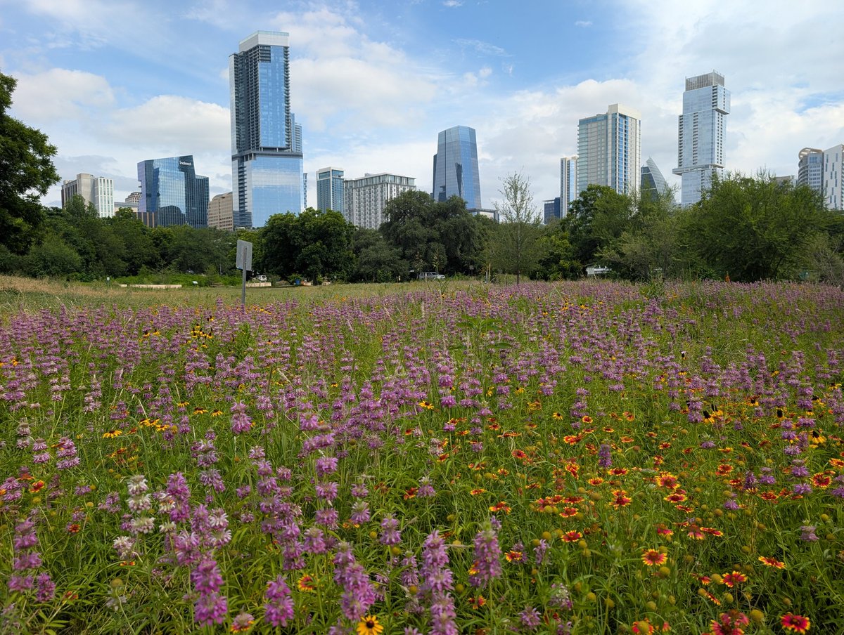 marshallgeyer's tweet photo. if you still haven't checked out the big wildflower meadow at duncan park, now's the time https://t.co/oHmKZX5EhZ