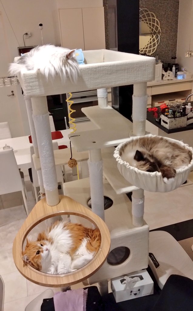 m2hapiaru's tweet photo. おはにゃんです😺
今月も3ニャンよろしくにゃ〜😻🥰
#ラグドール #サイベリアン https://t.co/23eeB0Vwqk