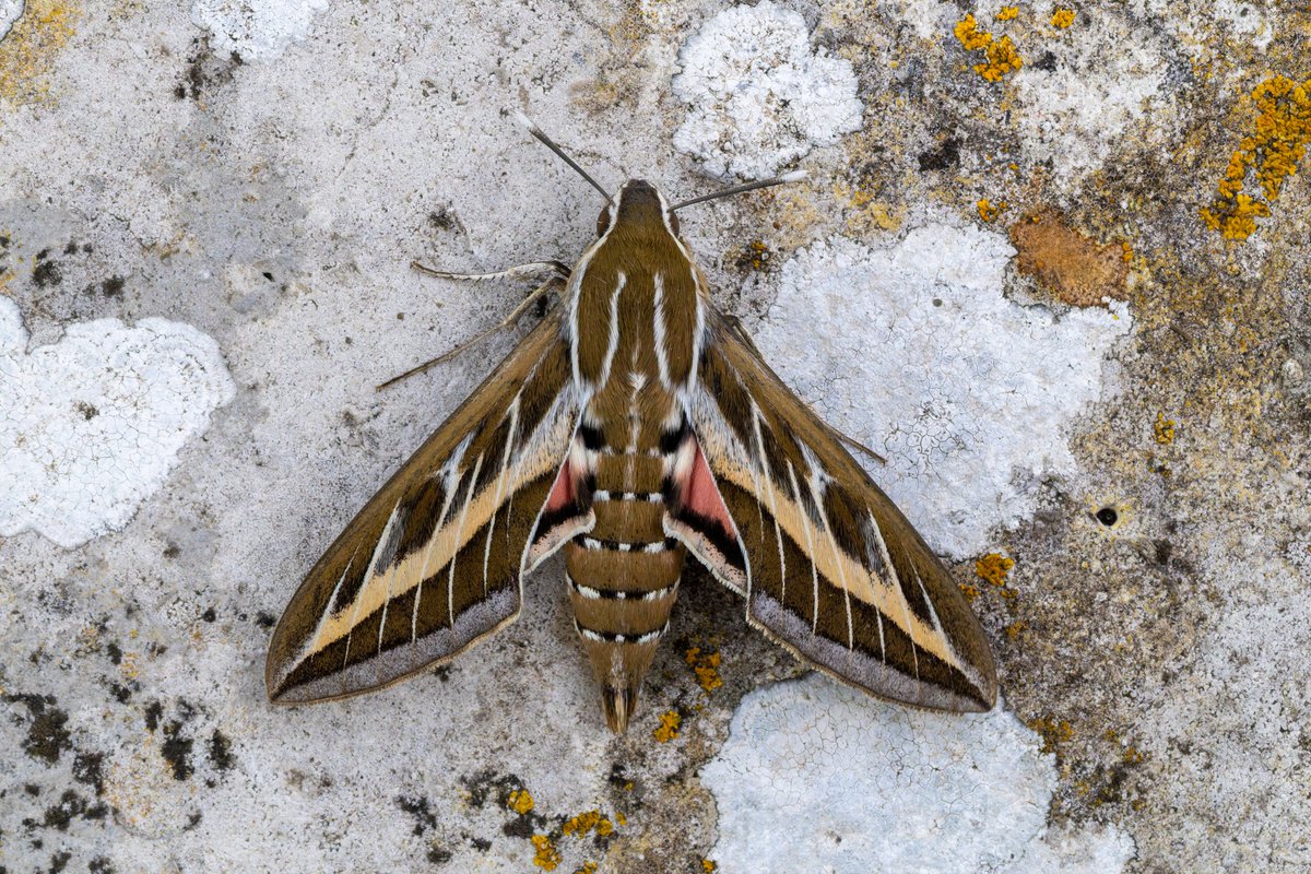 LewisStuff's tweet photo. Overnight trapping on Portland (2 MVs, 1 Lepi-LED) on Friday night was my most successful migrant moth haul to date, with a Striped Hawk-moth, a stunning Mediterranean Brocade (first for @PortlandBirdObs, 14th for Britain), an Eastern Bordered Straw and 4 Bordered Straw: https://t.co/fmyn1oY5UQ