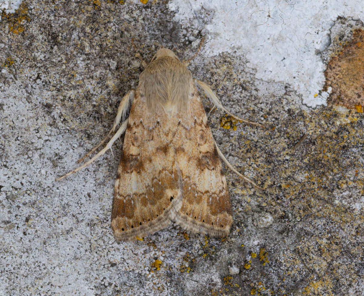 LewisStuff's tweet photo. Overnight trapping on Portland (2 MVs, 1 Lepi-LED) on Friday night was my most successful migrant moth haul to date, with a Striped Hawk-moth, a stunning Mediterranean Brocade (first for @PortlandBirdObs, 14th for Britain), an Eastern Bordered Straw and 4 Bordered Straw: https://t.co/fmyn1oY5UQ
