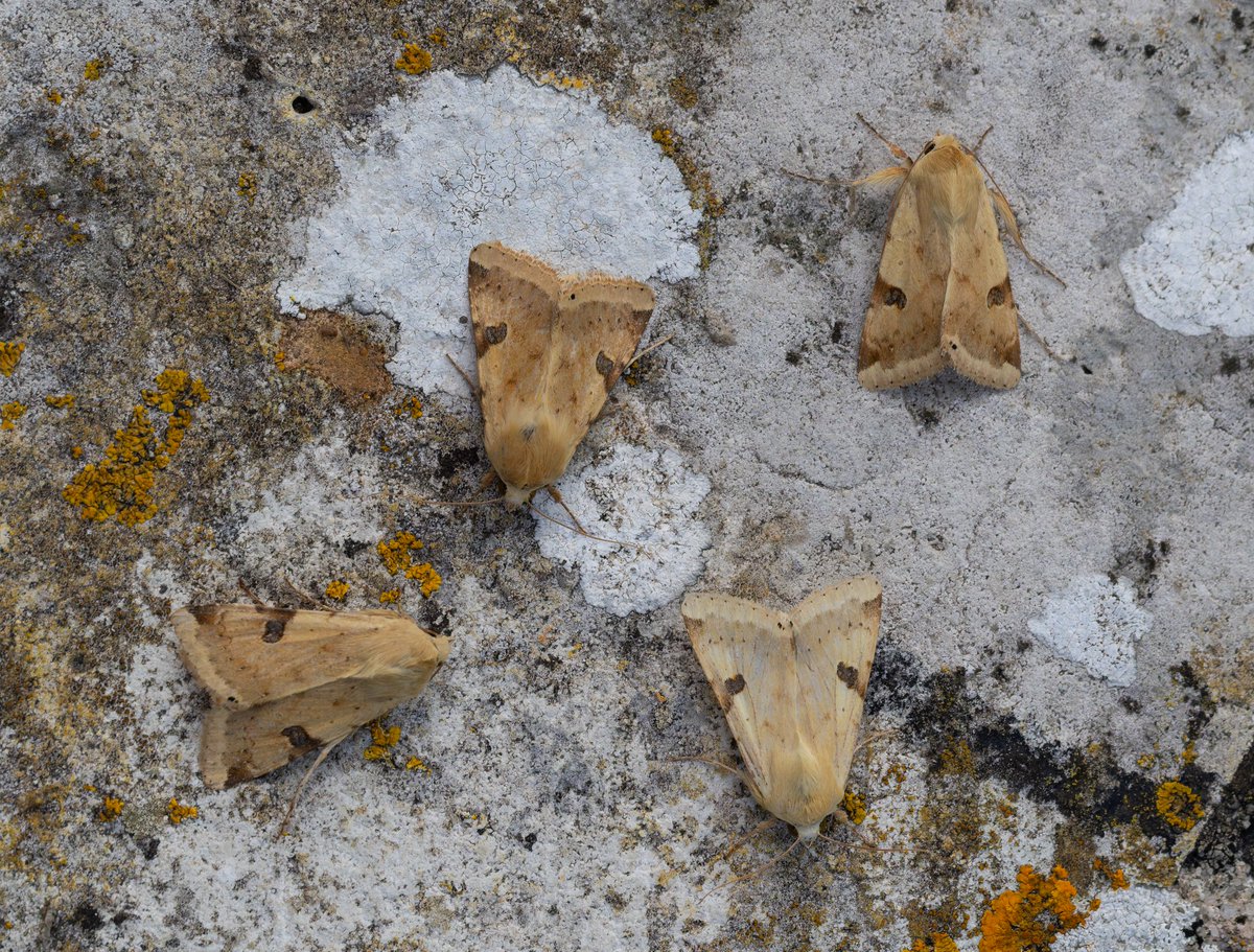 LewisStuff's tweet photo. Overnight trapping on Portland (2 MVs, 1 Lepi-LED) on Friday night was my most successful migrant moth haul to date, with a Striped Hawk-moth, a stunning Mediterranean Brocade (first for @PortlandBirdObs, 14th for Britain), an Eastern Bordered Straw and 4 Bordered Straw: https://t.co/fmyn1oY5UQ