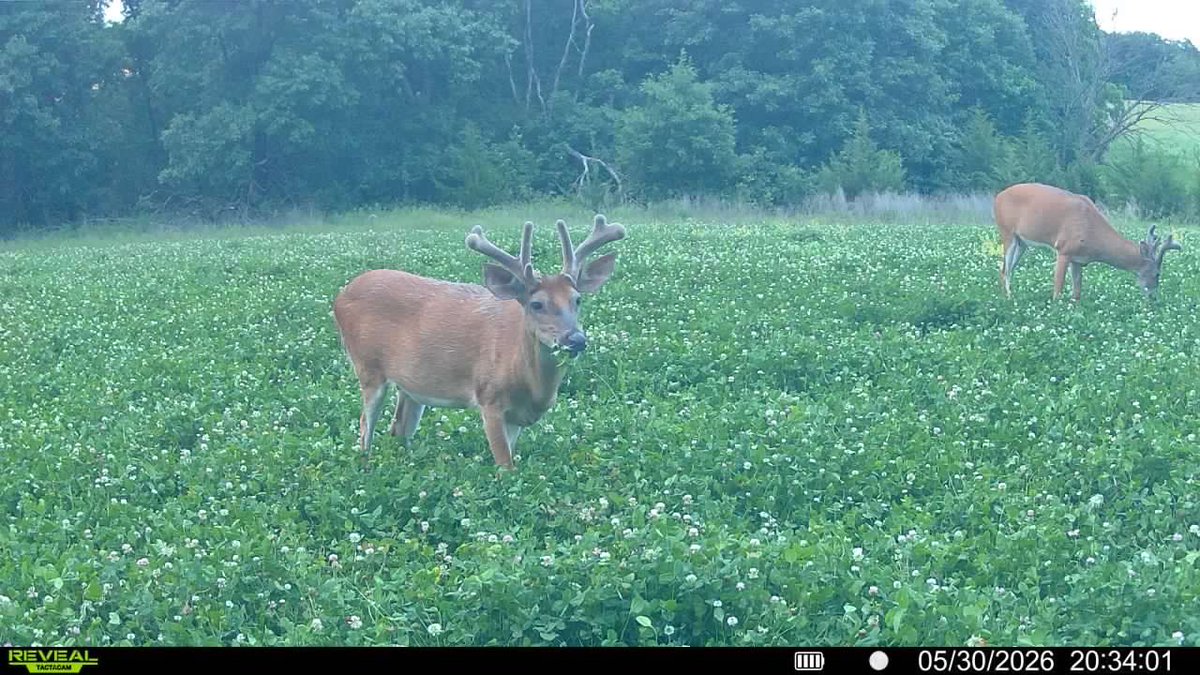 Hunter9David's tweet photo. The boys are putting on the inches!!! @JMdeersups mineral doing work! https://t.co/nOwV5BSBLC