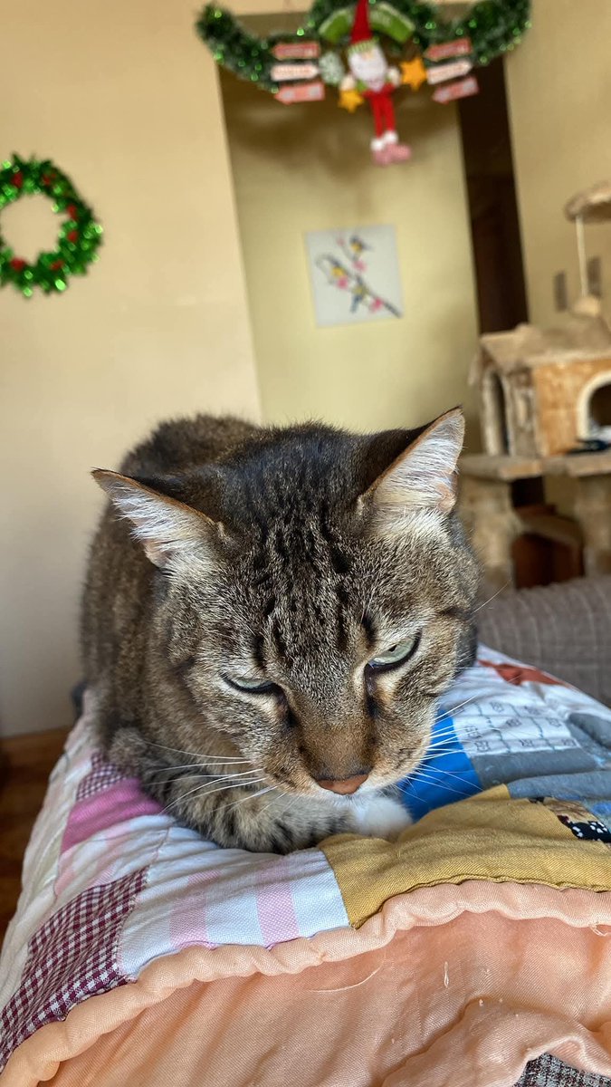 Natb141's tweet photo. +Te quiero...te amo y siempre te amaré
 Gracias por todos los años que estuviste con nosotros, gracias por cada momento, gracias por llegar a mi vida, gracias por ser mi Nikiyam, mi vida. Te extraño, pero ahora descansas y algún días nos veremos otra vez. Te amo Nikki♥️ https://t.co/QrD7XupXRb