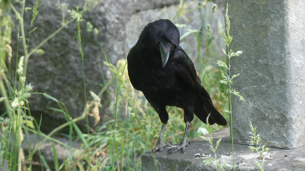 thebrewboy's tweet photo. I can guide you to the underworld, but first you must cross my palms with silver
Do crows have hands? https://t.co/rAPVThLzc9
