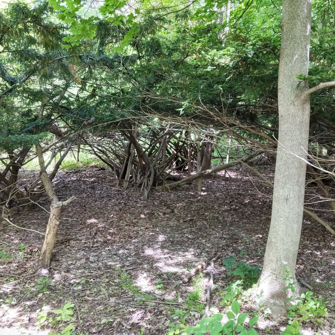 writerinturmoil's tweet photo. In the distance, I saw a deer but thick underbrush obscured the view, and I was unable to take a picture of it. ☹️

#originalphotography #photography #originalphoto #photo #naturephotography #naturephoto #park #river #trees #spring #wisconsin #may2026 https://t.co/RoVIc39nrG