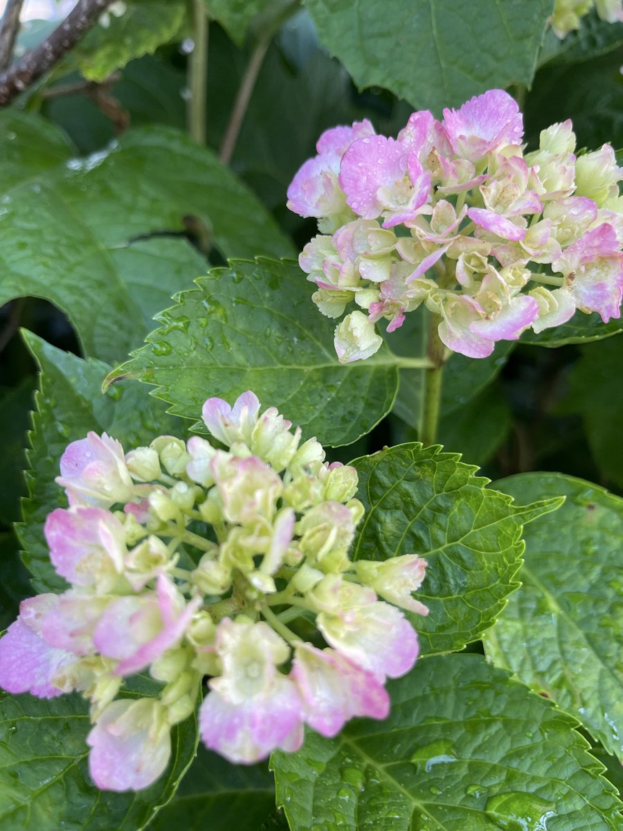 junko_0109queen's tweet photo. 6月1日　月曜日　☀️☁️30℃

おはようございます😊🌸
今月もよろしくお願いします🤗🌹 https://t.co/92dM3gl5rJ