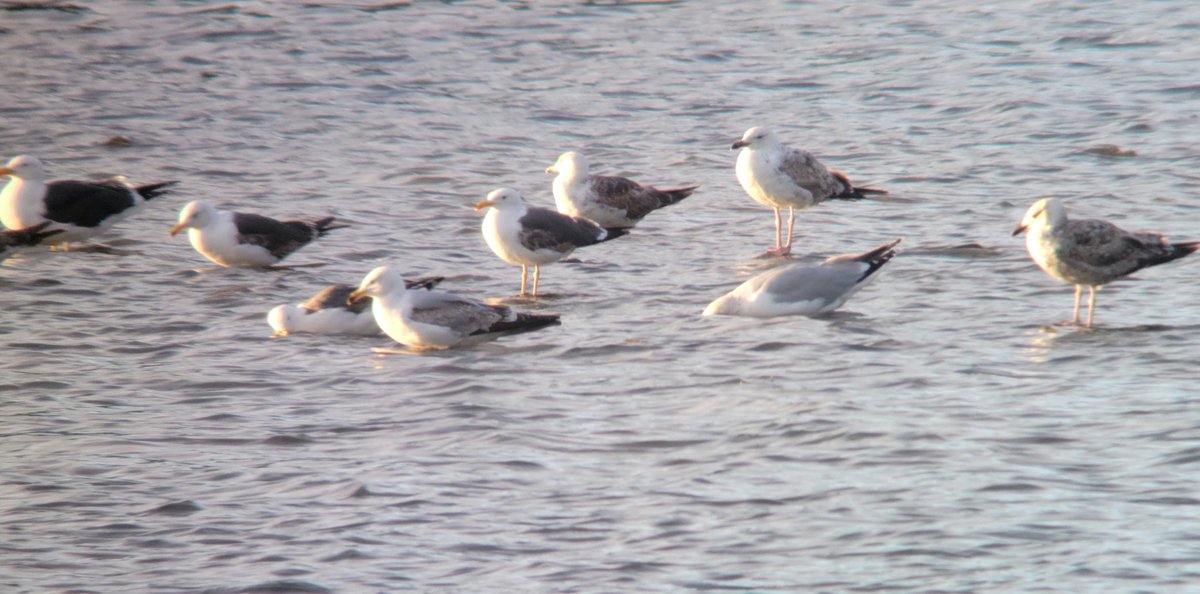 steclifton1's tweet photo. 2cy Caspian Gull (2nd right rear) Scorton Quarry this evening-one of 22 big gulls present. My 5th local Casp since 26th April out of well over 1.5k  big gulls passing through in May (peaked at 1200+ on 11th) Only 2 of them had rings-both Casps &amp; only one readable! @nybirdnews https://t.co/1HhS8T4Wgs