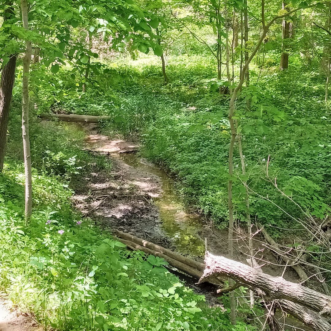writerinturmoil's tweet photo. Towards the end of my hike, I took a new path and wound up on a golf course. Thankfully, a nice man gave me directions back to my car.

#originalphotography #photography #originalphoto #photo #naturephotography #naturephoto #park #river #trees #rocks #spring #wisconsin #may2026 https://t.co/Uxn6xwkssB