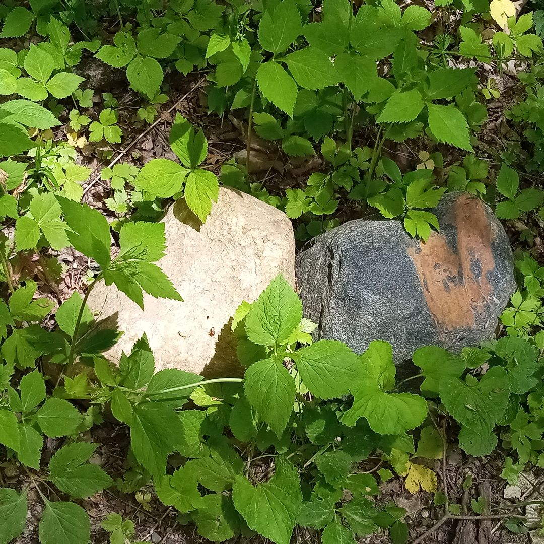writerinturmoil's tweet photo. Towards the end of my hike, I took a new path and wound up on a golf course. Thankfully, a nice man gave me directions back to my car.

#originalphotography #photography #originalphoto #photo #naturephotography #naturephoto #park #river #trees #rocks #spring #wisconsin #may2026 https://t.co/Uxn6xwkssB
