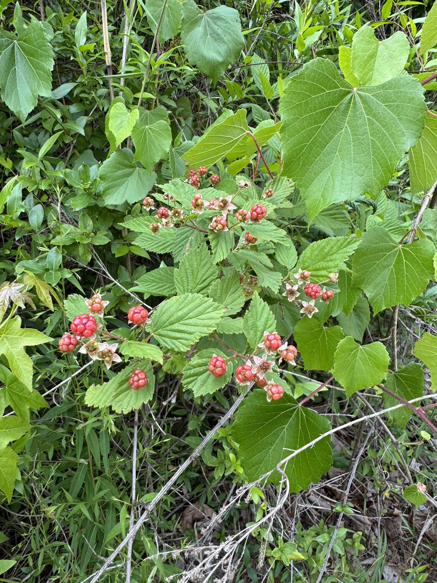 kcollazo's tweet photo. The blackberries are coming! https://t.co/ec5l3Rttii
