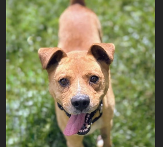 HollywoodDogs's tweet photo. Cicero, an "independent, fun and affectionate" 3-year-old at a full shelter in #Oakland, #CA, is in IMMEDIATE need of adoption, a foster home, or rescue https://t.co/kdNVbVLf2U #URGENT #AdoptableDogofDay 🐶 https://t.co/Miqdl7uK4s