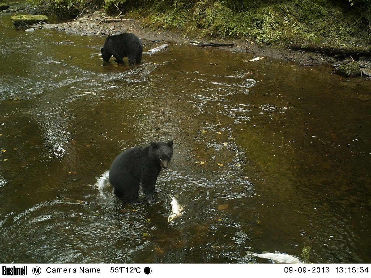 Trail_Cams's tweet photo. https://t.co/wOdr07q5yL