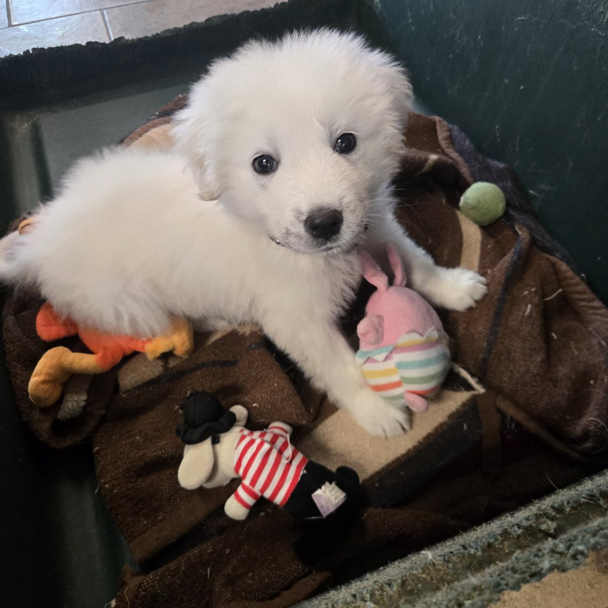 yagdra's tweet photo. Halo says Hallo https://t.co/cIaw6BDaRi