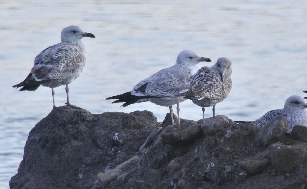 steclifton1's tweet photo. Here are the other 4 birds: all 2cy except for the 3cy with green ring (which was sadly unreadable). The yellow-ringed bird was P5RY (I think🤞) but haven't sent it in yet @nybirdnews https://t.co/5XBIp9OJed